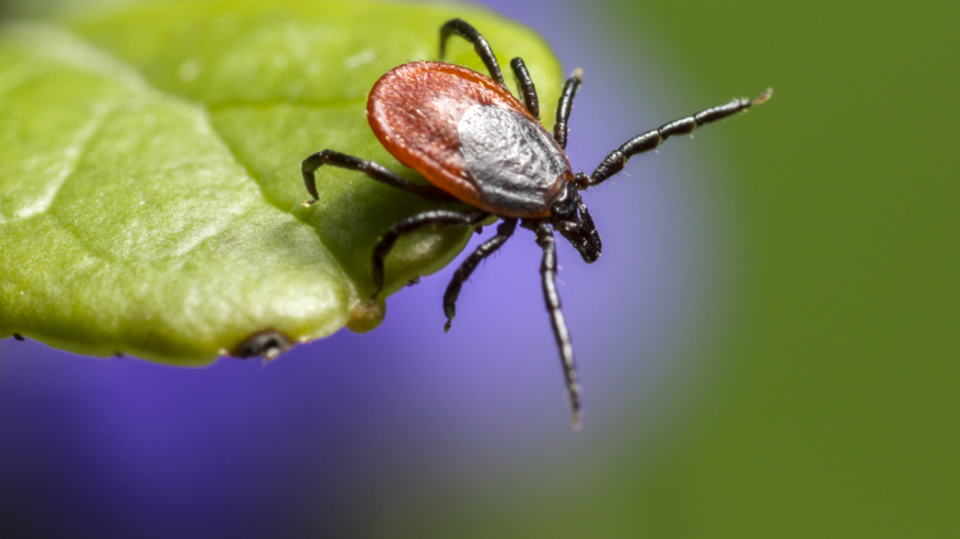 Nästan hälften av de undersökta fästingarna av arten Ixodes ricinus bär på minst två patogener, sjukdomsalstrande, mikroorganismer. Foto: Shutterstock